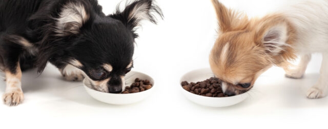 ペットの強制給餌について（老犬食事）