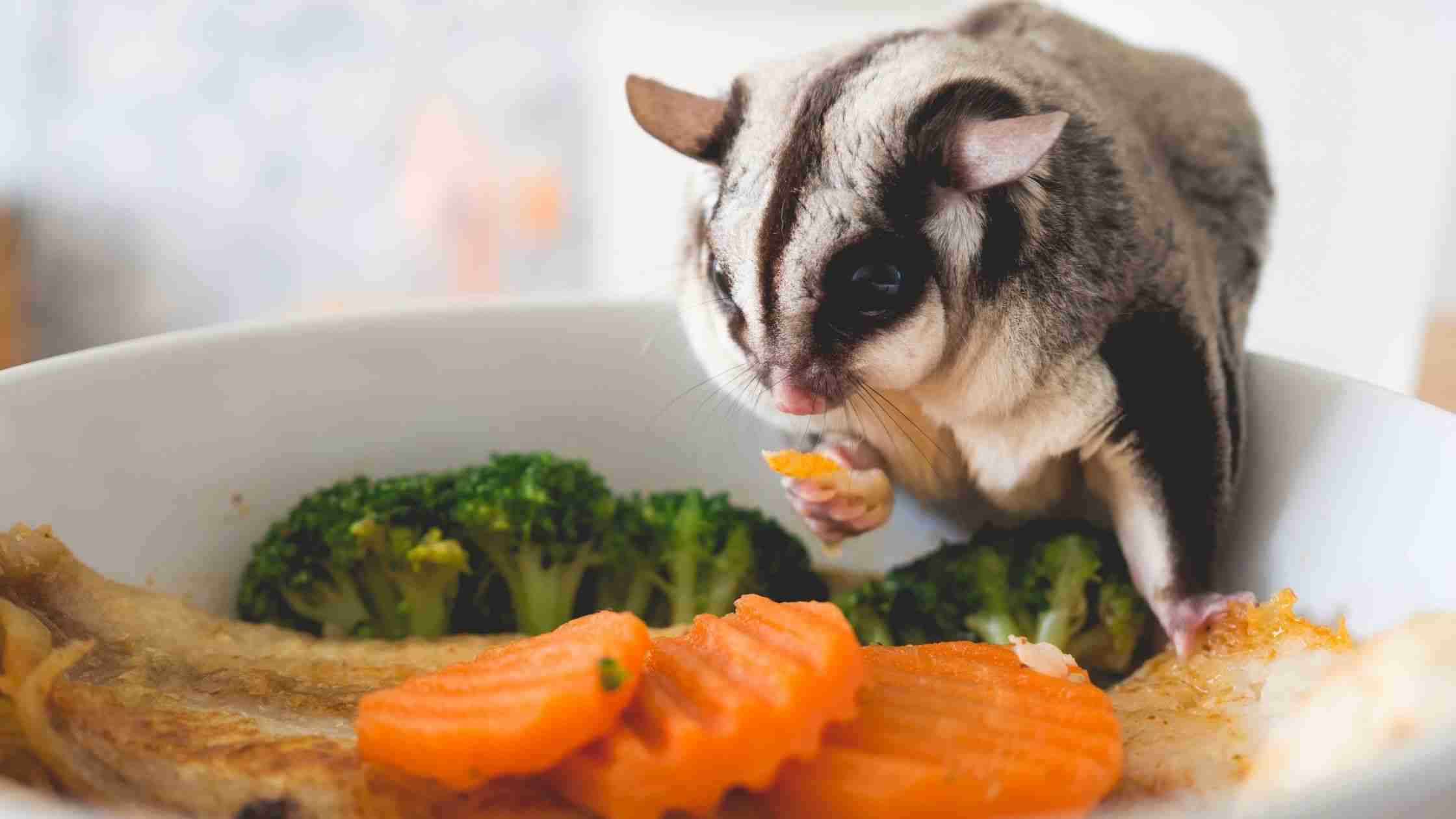 ペットの強制給餌について（老犬食事）
