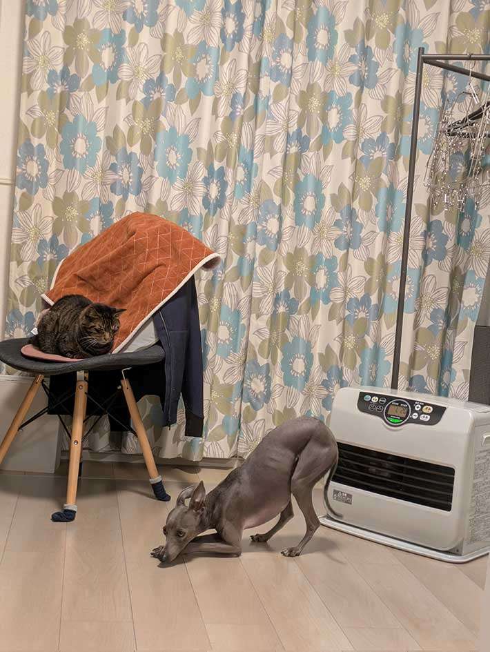 最強の寒がりさんと暑がりさん