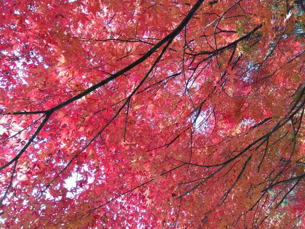 神社の雰囲気が好き