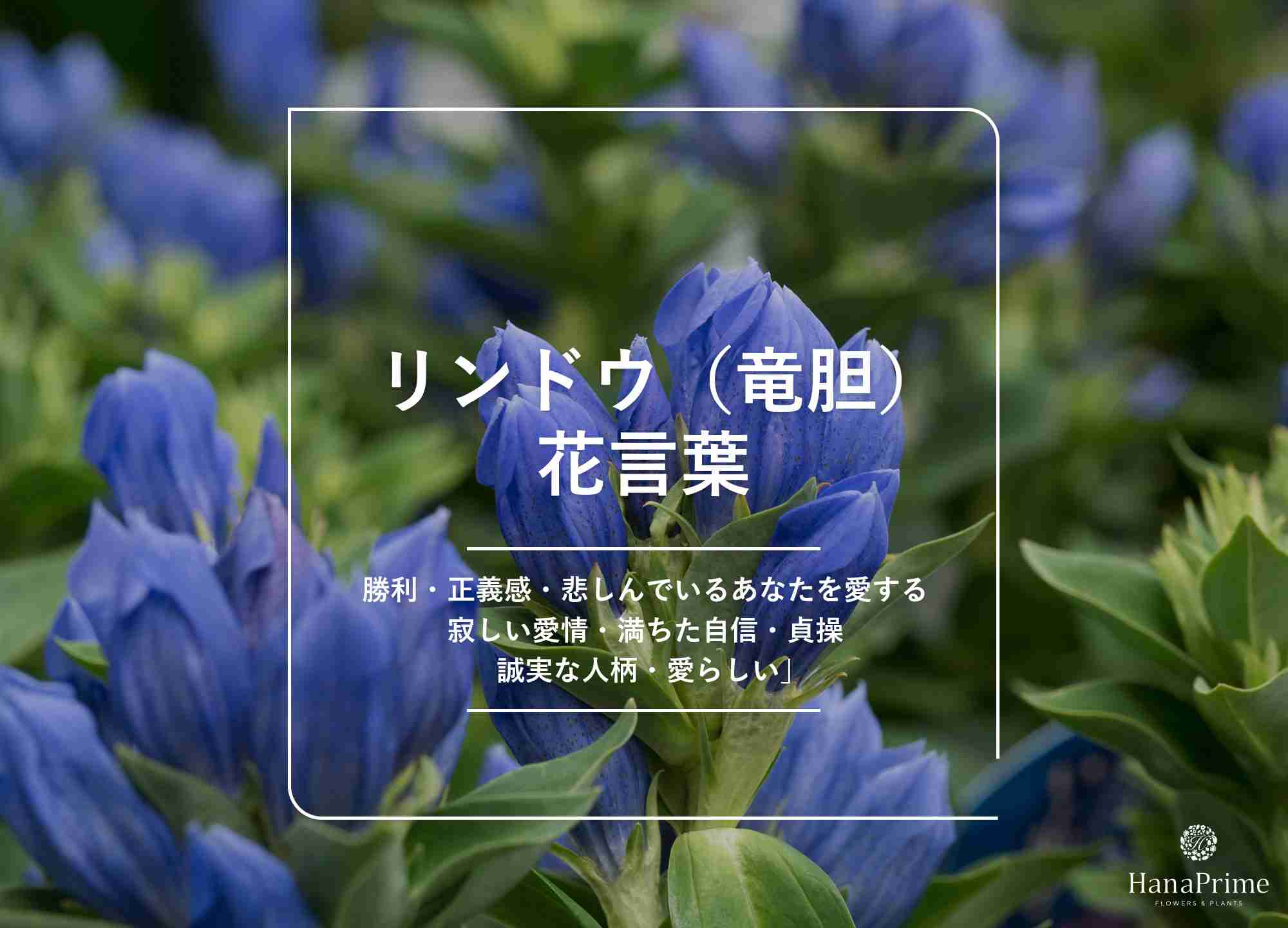 植物の名前でしりとり🍀ついでに名前を覚えよう Part10