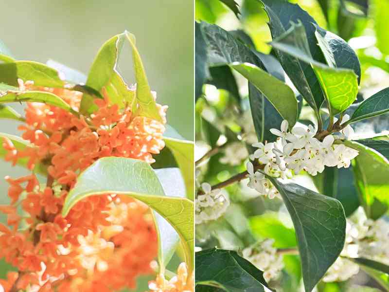 植物の名前でしりとり🍀ついでに名前を覚えよう Part10
