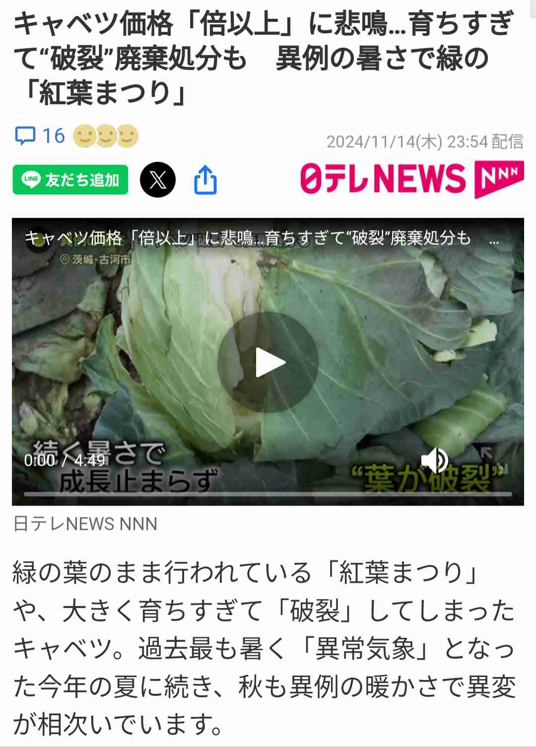 キャベツが「高級食材」に　1玉598円の衝撃　農家では深刻な人手不足で外国人が“参入”