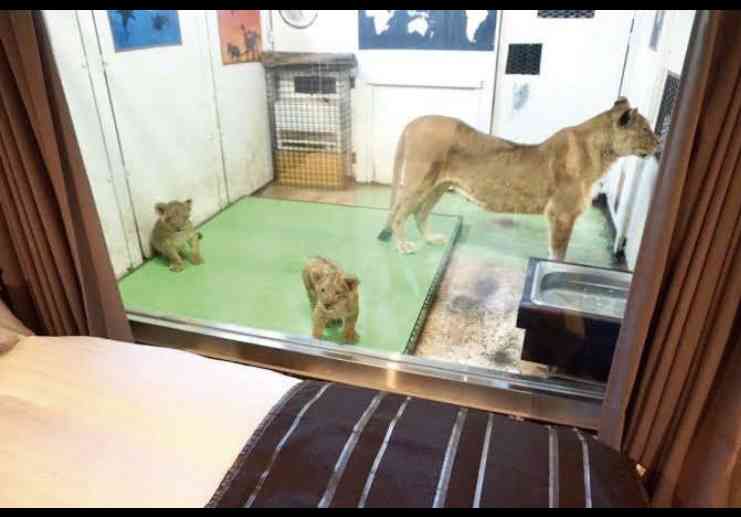 「日本一危険な動物園」、札幌市が「閉園命令」へ…制限区域に無許可で開設20年