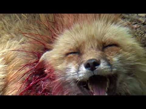 「日本一危険な動物園」、札幌市が「閉園命令」へ…制限区域に無許可で開設20年