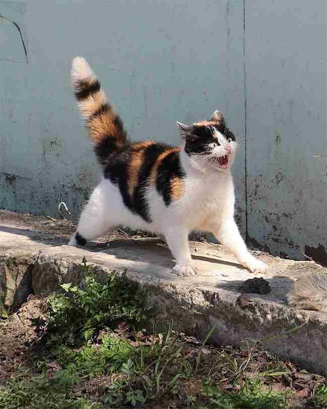 猫の体型には6種類ある！あなたの愛猫はどのタイプ？逆三角形・丸顔・四角顔、それぞれの性格の傾向とは？