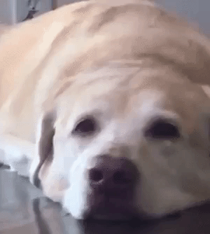 【調査】犬が「嬉しい」ときにみせるしぐさ　飼い主さんが感じる”犬の嬉しさ”とは｜獣医師解説