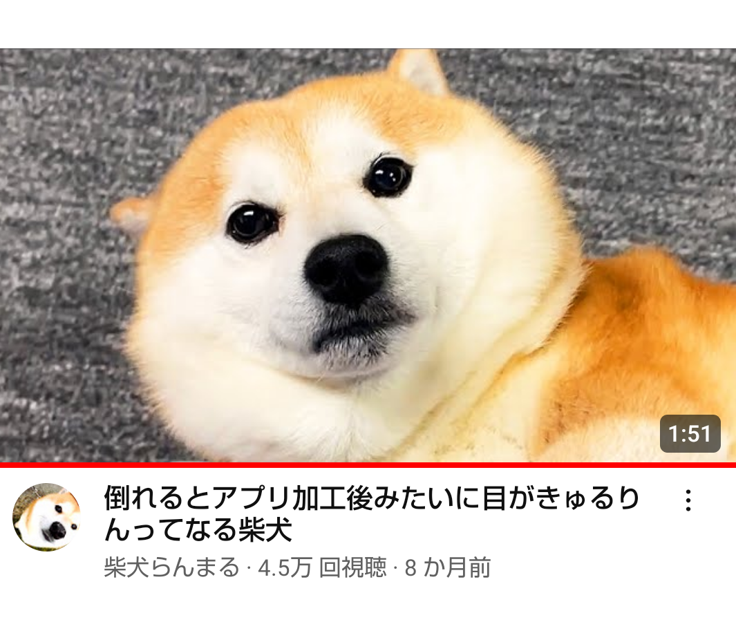 【調査】犬が「嬉しい」ときにみせるしぐさ　飼い主さんが感じる”犬の嬉しさ”とは｜獣医師解説