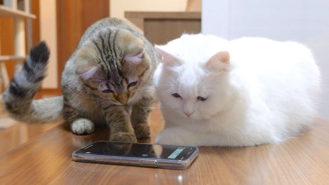 スマホが人間をダメにしてると思う時