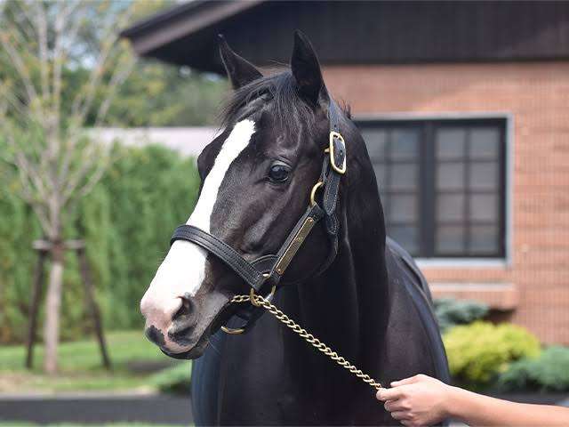 【競馬】UMAJO集まれ！Part38【アンチ厳禁】