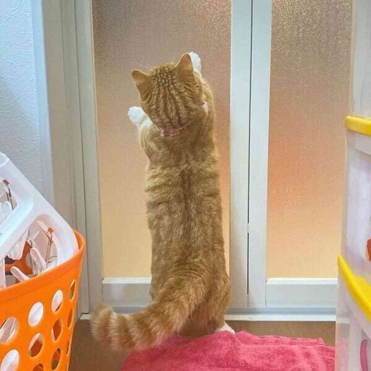 ボディタオル