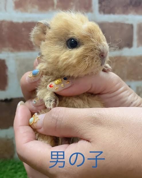 モルモットって可愛い
