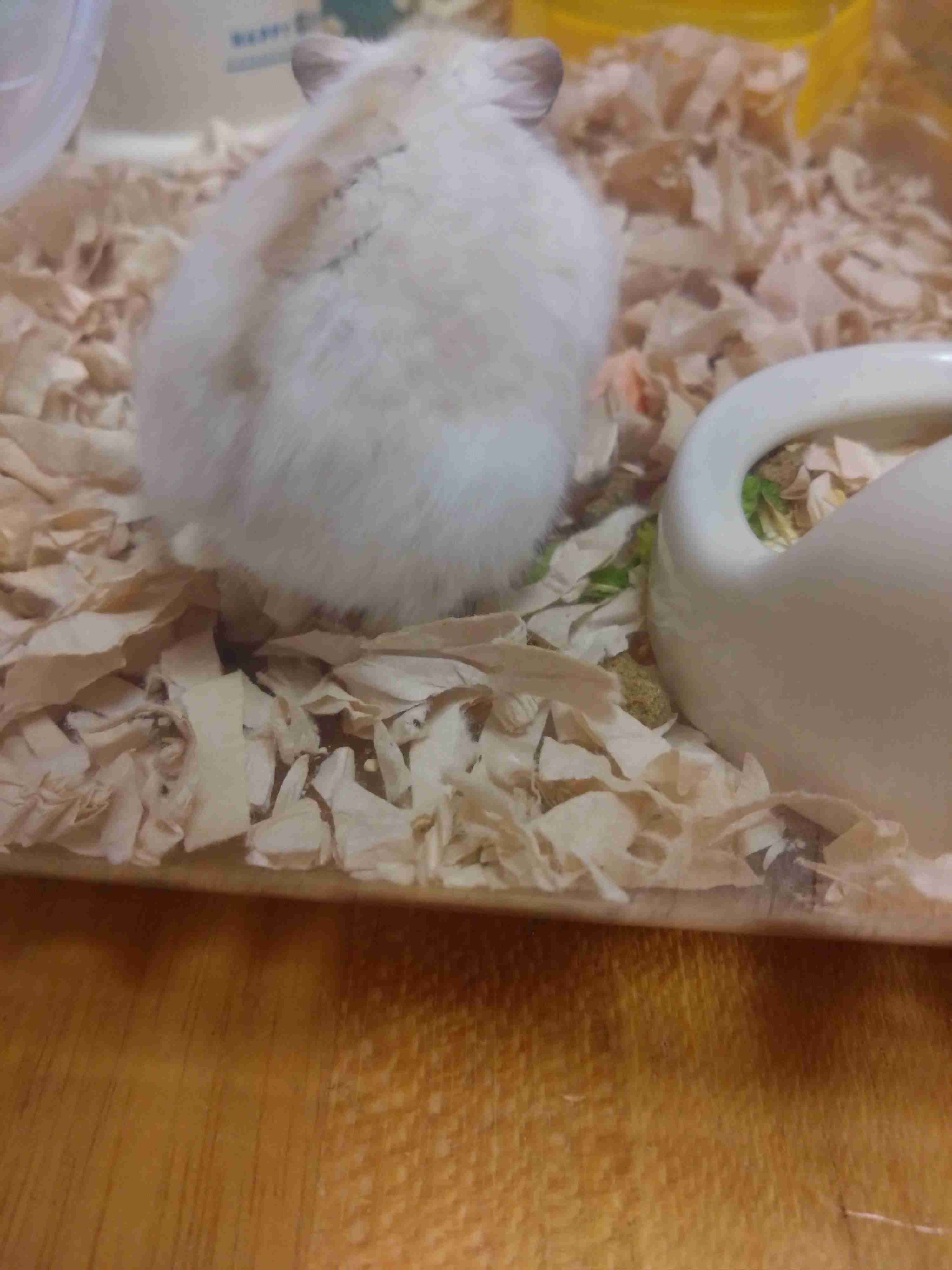 【2月】ぼっちのつどい