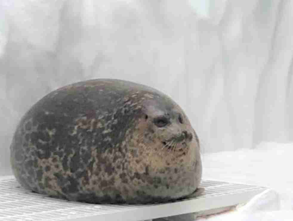 水族館、動物園、美術館、博物館のグッズが見たい