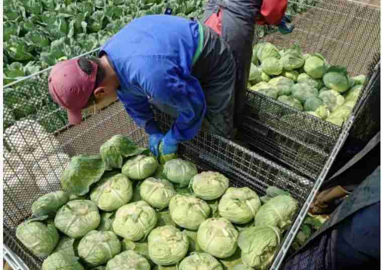「高騰で苦肉の策」中国産キャベツが1玉“184円”と国産の半値…業務用や加工用だった“輸入キャベツ”が救世主に　輸入量は前年比で19倍以上に急増