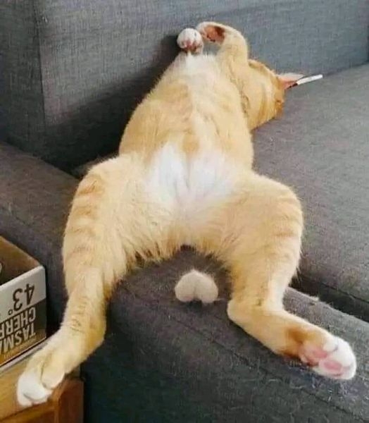 思わずうっそー！と言ってしまいそうな画像トピ