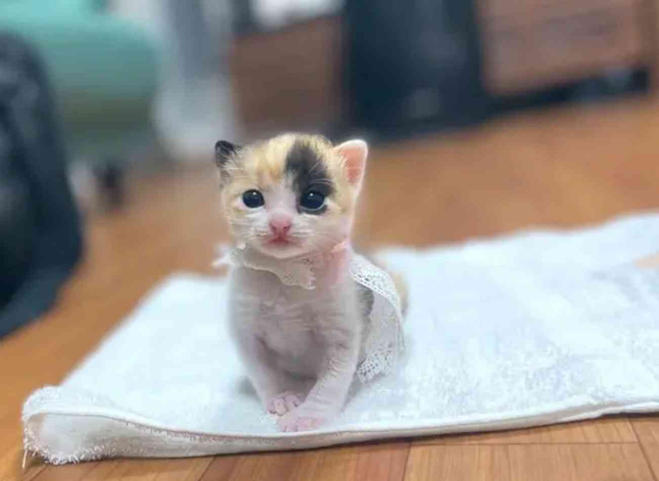 思わずうっそー！と言ってしまいそうな画像トピ