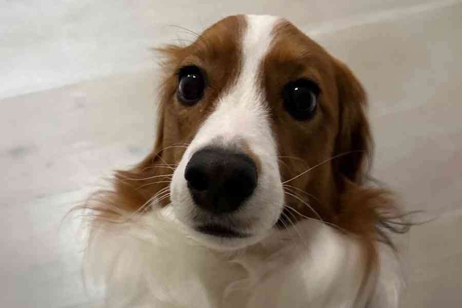 猫派が増えてませんか?