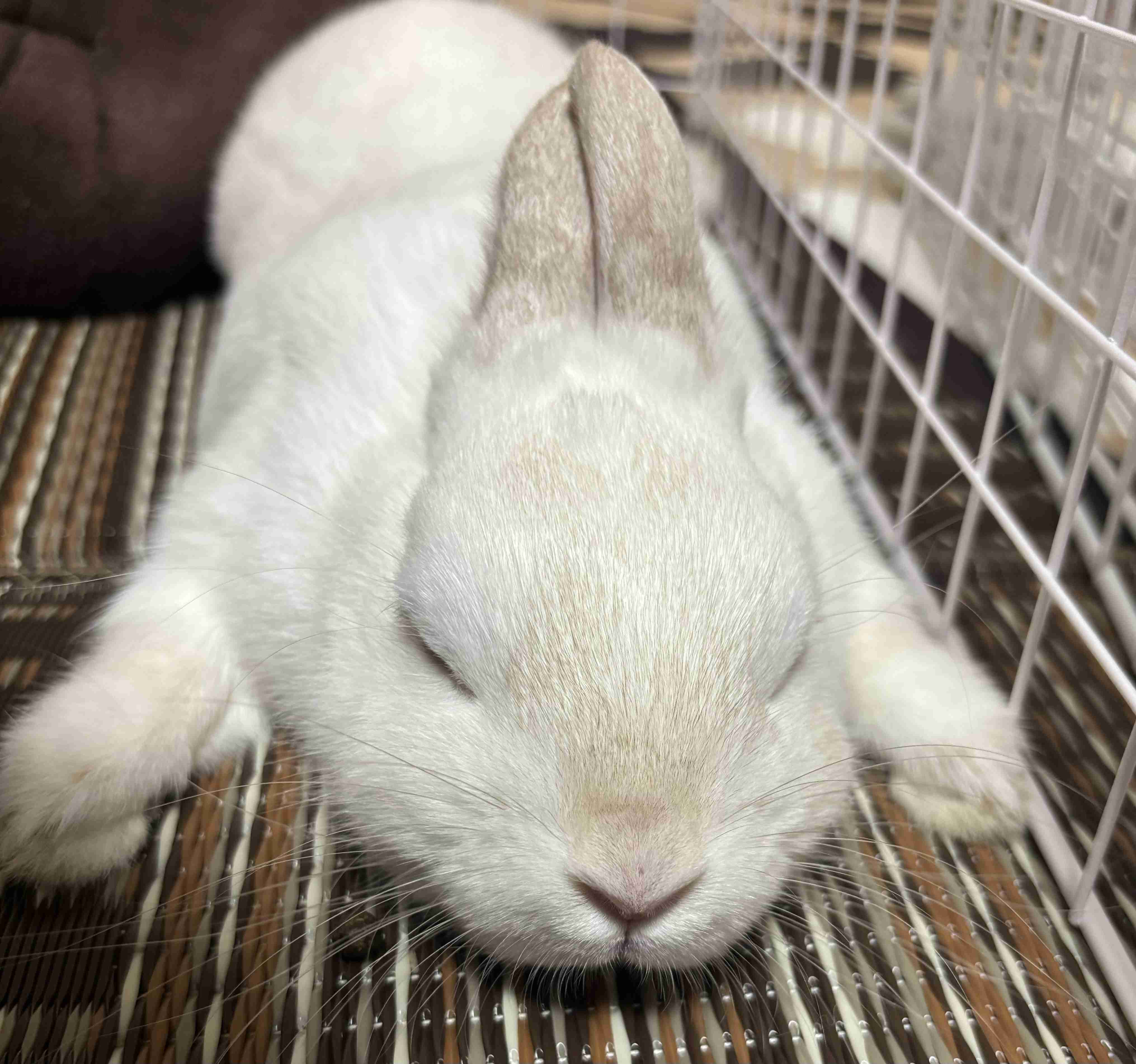 猫派が増えてませんか?