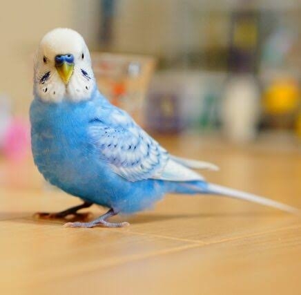 猫派が増えてませんか?