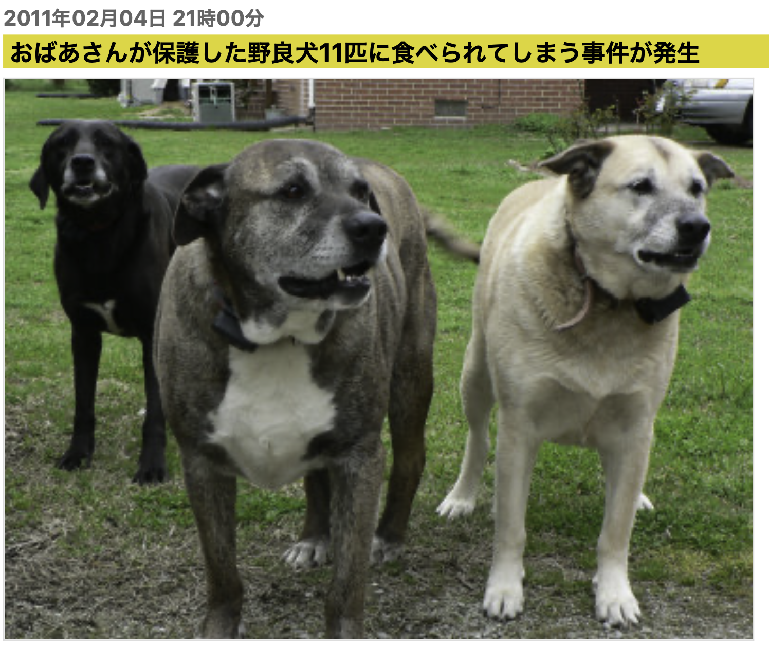 猫派が増えてませんか?