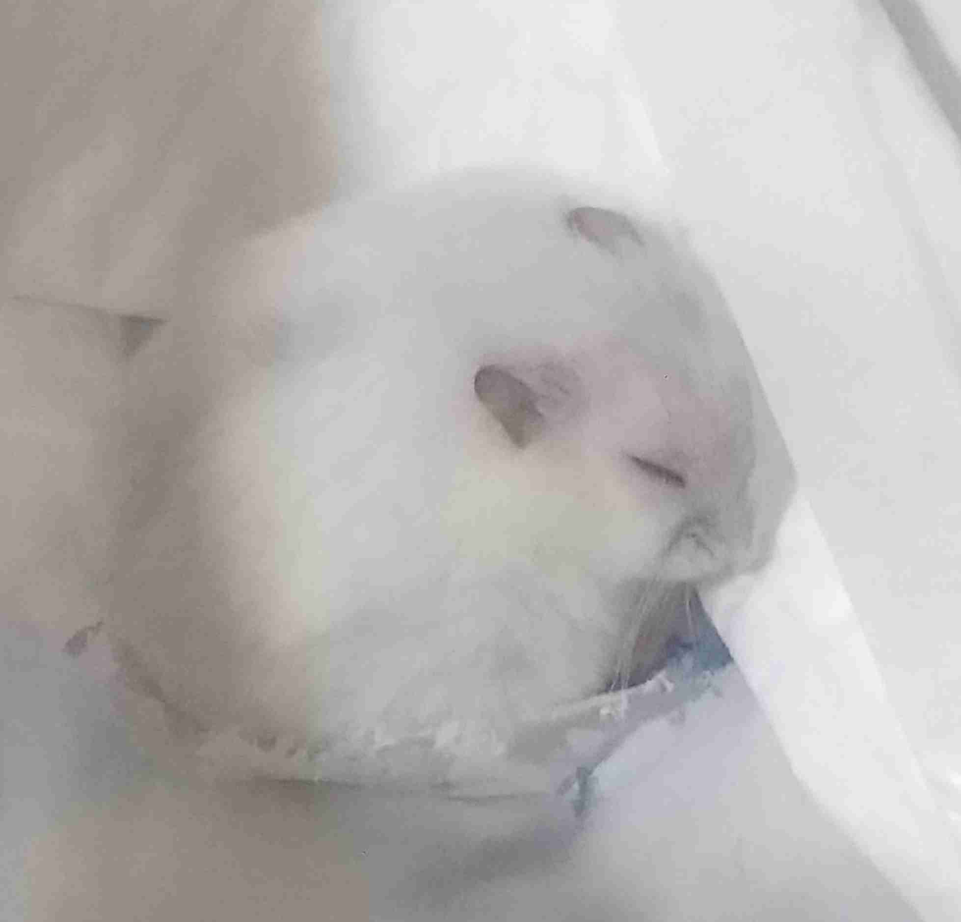 猫派が増えてませんか?