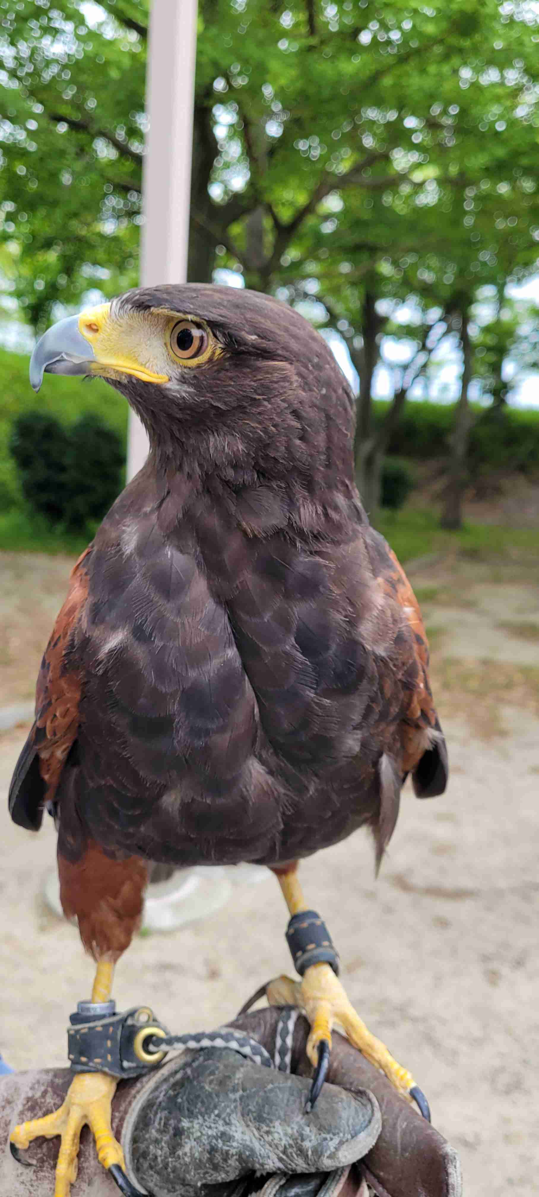 猫派が増えてませんか?