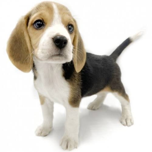 猫派が増えてませんか?