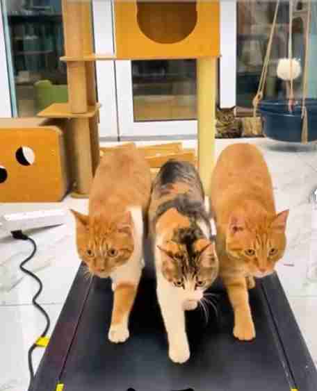 猫派が増えてませんか?