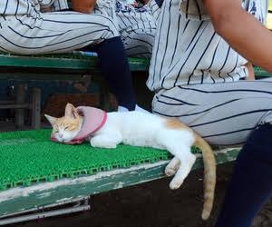 【実況・応援】第97回選抜高校野球大会　開会式・1日目