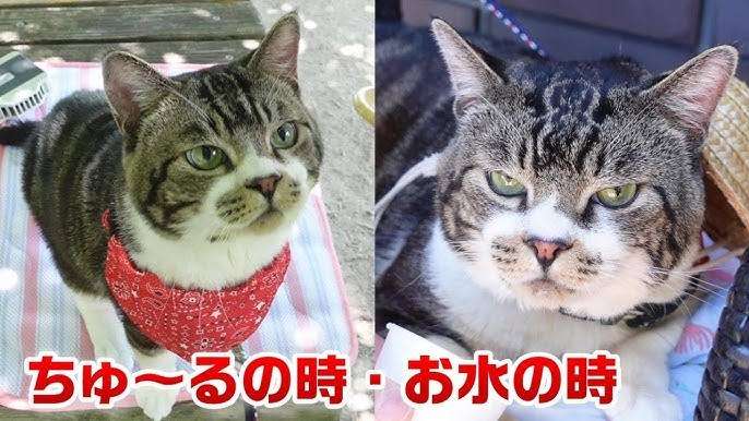 ミラーリングをされているようで気持ちが悪い