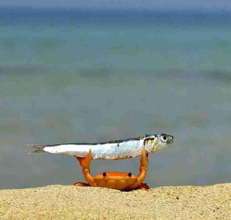 🐟️小魚おやつが好きな人🐟️