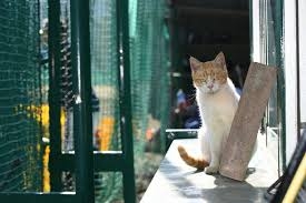 【実況・応援】第97回選抜高校野球大会　6日目
