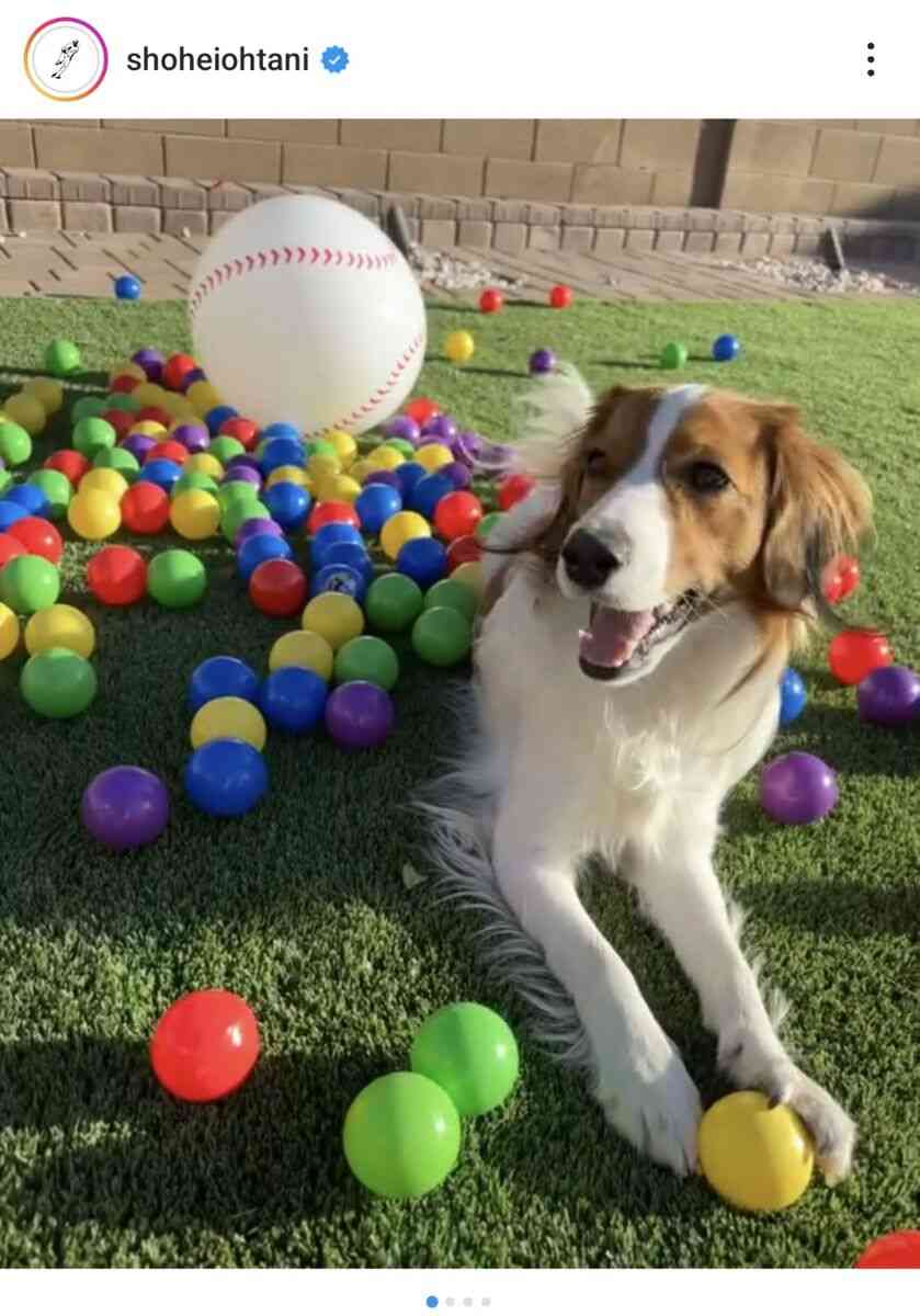 大谷翔平の愛犬デコピン、ソファでくつろぐ＆眠たげショット　「すねてるの？」「お留守番寂しいかな？」