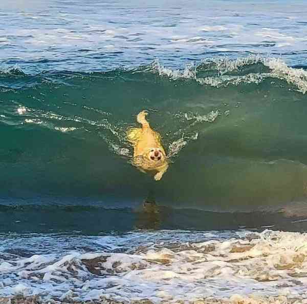 犬の画像を貼ると誰かが名前を付けてくれるトピ Part3