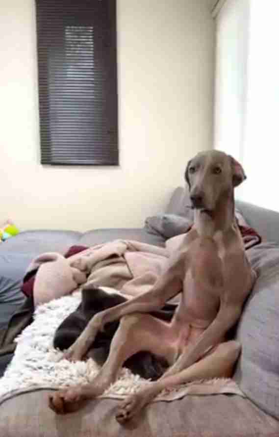 犬の画像を貼ると誰かが名前を付けてくれるトピ Part3