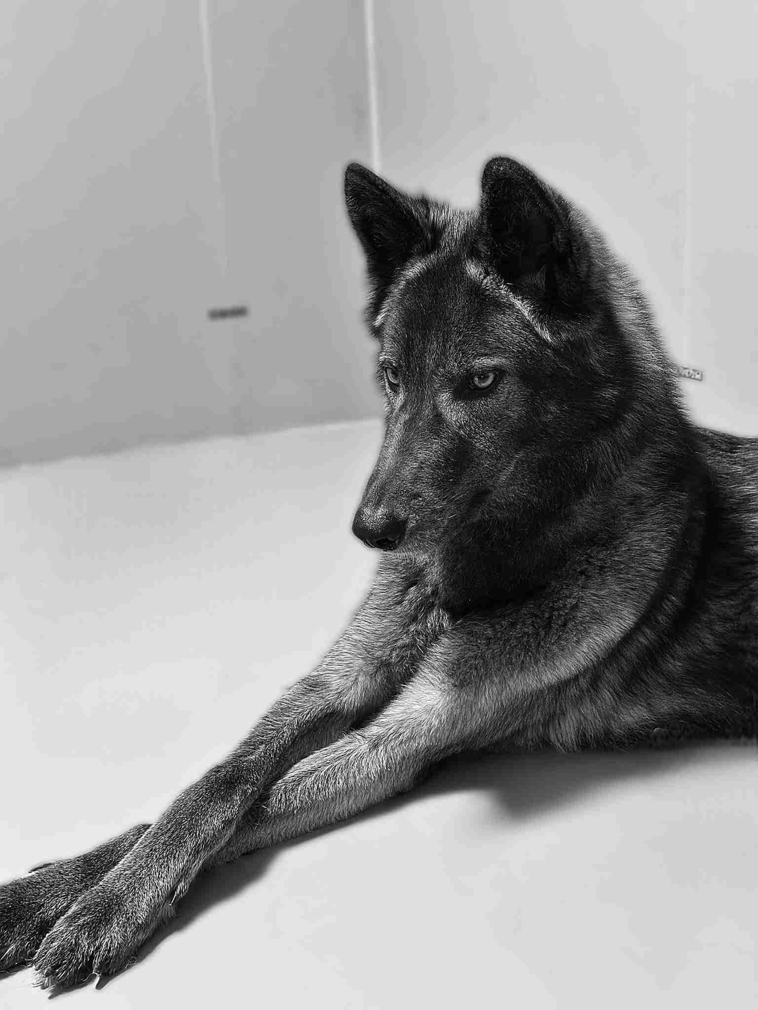 犬の画像を貼ると誰かが名前を付けてくれるトピ Part3