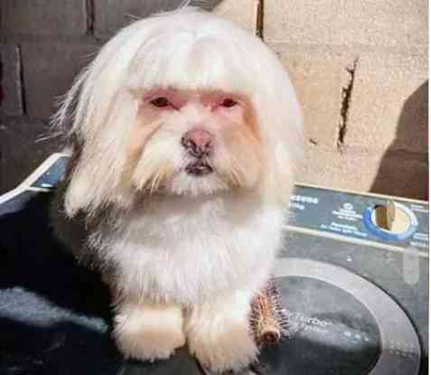 犬の画像を貼ると誰かが名前を付けてくれるトピ Part3