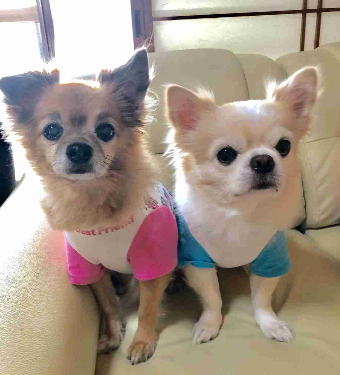 犬の画像を貼ると誰かが名前を付けてくれるトピ Part3