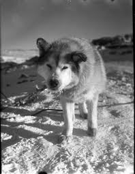 犬の画像を貼ると誰かが名前を付けてくれるトピ Part3