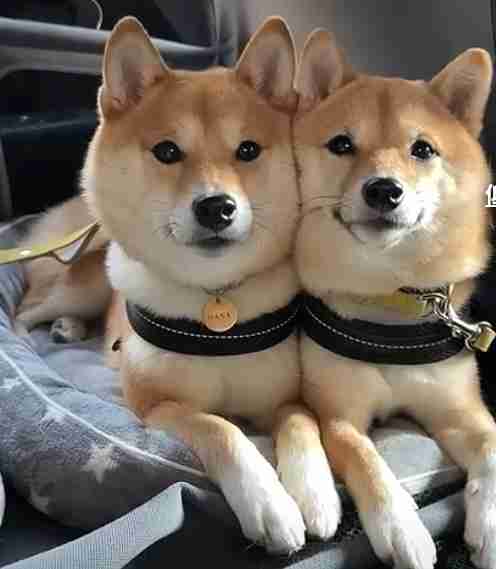 犬の画像を貼ると誰かが名前を付けてくれるトピ Part3