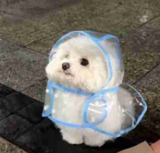 犬の画像を貼ると誰かが名前を付けてくれるトピ Part3