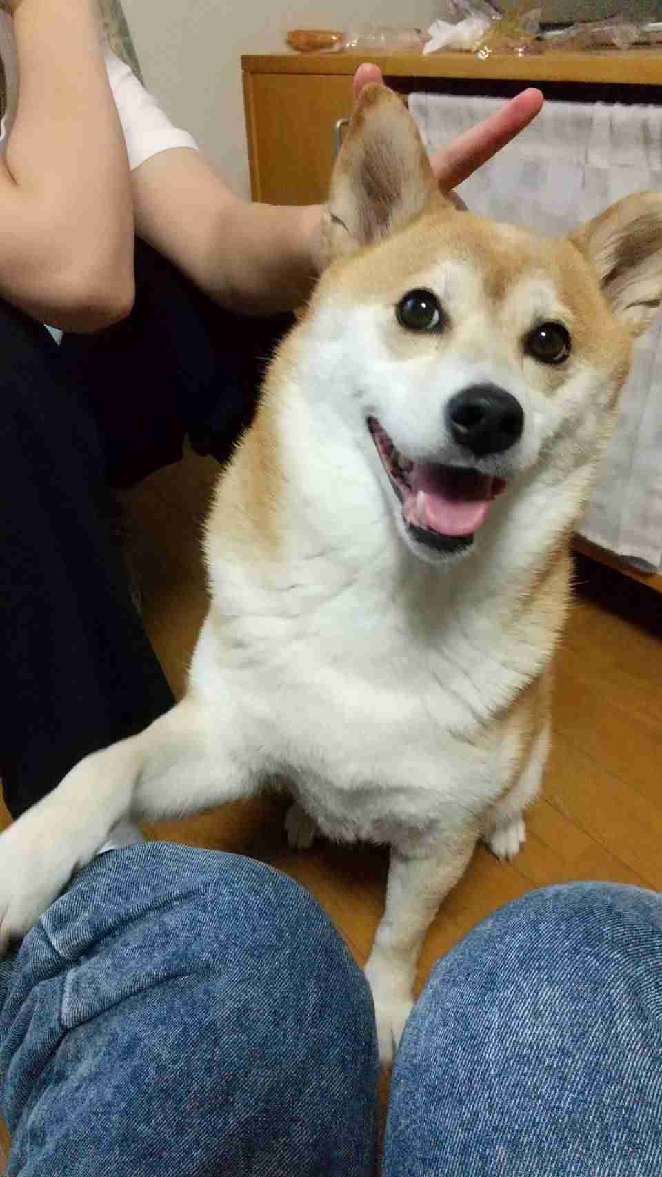 犬の画像を貼ると誰かが名前を付けてくれるトピ Part3