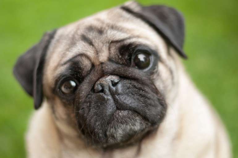犬の画像を貼ると誰かが名前を付けてくれるトピ Part3