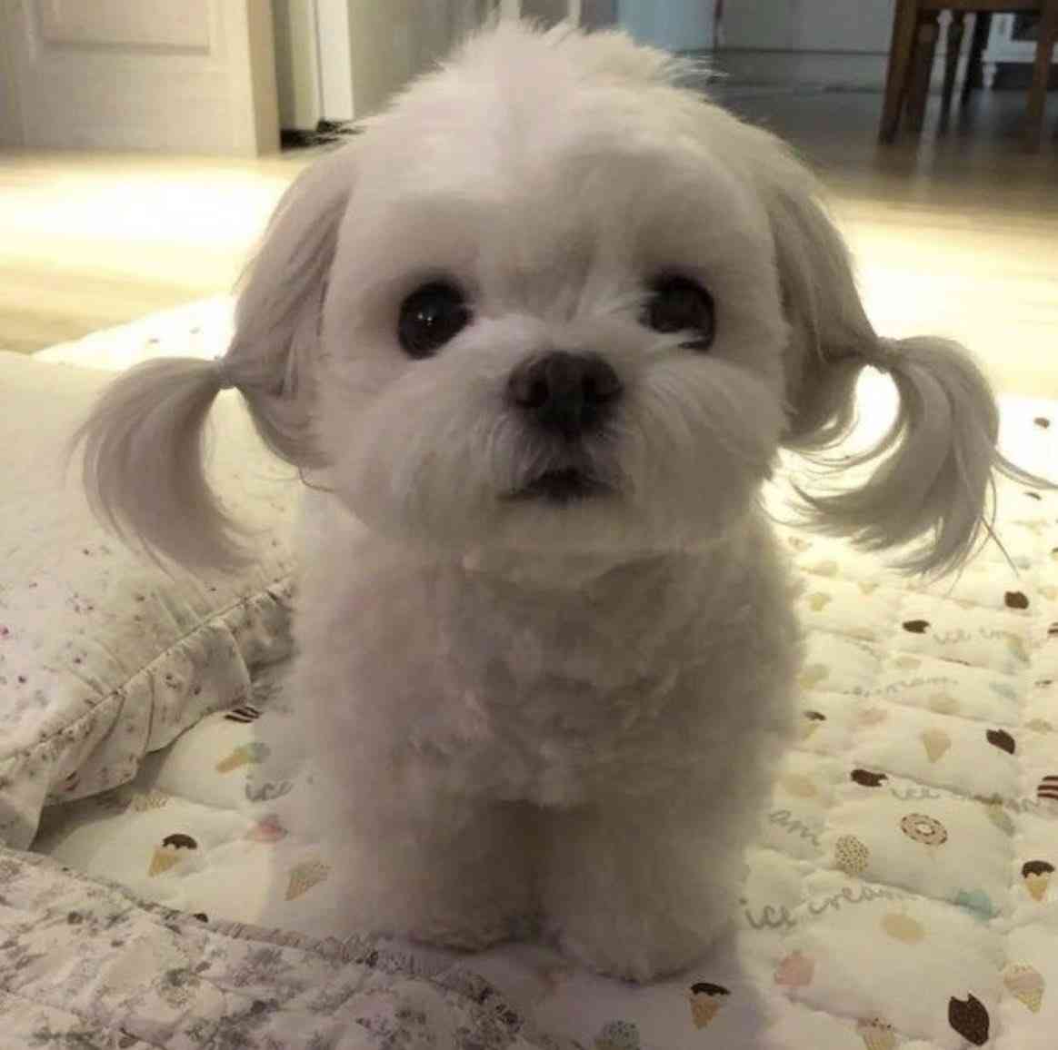 犬の画像を貼ると誰かが名前を付けてくれるトピ Part3
