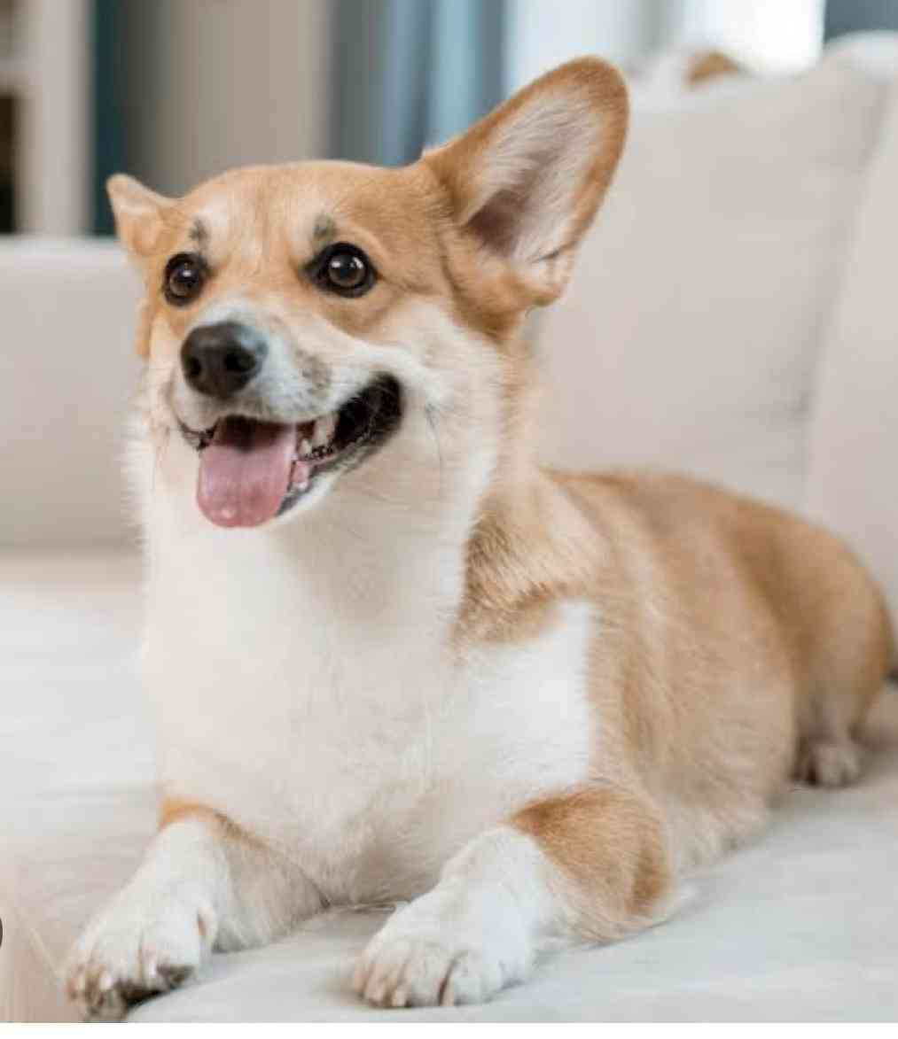 犬の画像を貼ると誰かが名前を付けてくれるトピ Part3