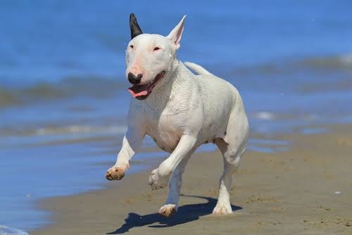 犬の画像を貼ると誰かが名前を付けてくれるトピ Part3