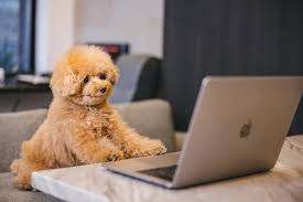 犬の画像を貼ると誰かが名前を付けてくれるトピ Part3