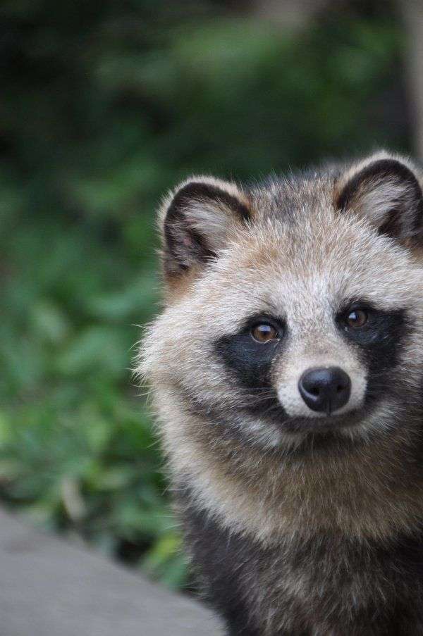 たぬき!狸!Tanuki!Part5