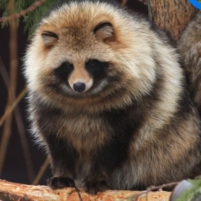 たぬき!狸!Tanuki!Part5